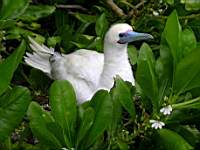 booby