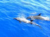 dolphins