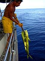 mahi mahi